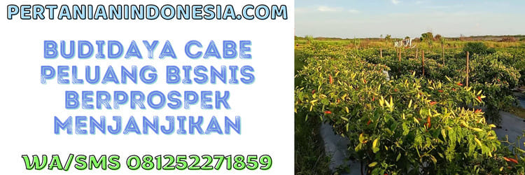 budidaya,cabe,peluang bisnis,agribisnis,agrobisnis,budidaya cabe